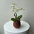White Mini Orchid in Terra cup