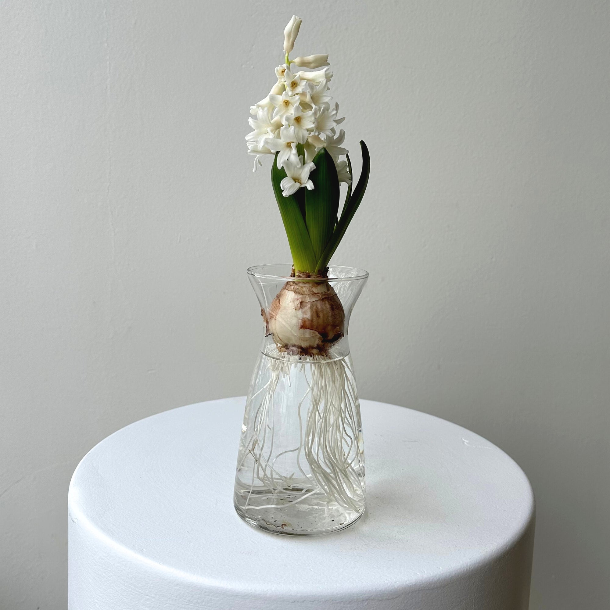 Hyacinth Bulb in Vase