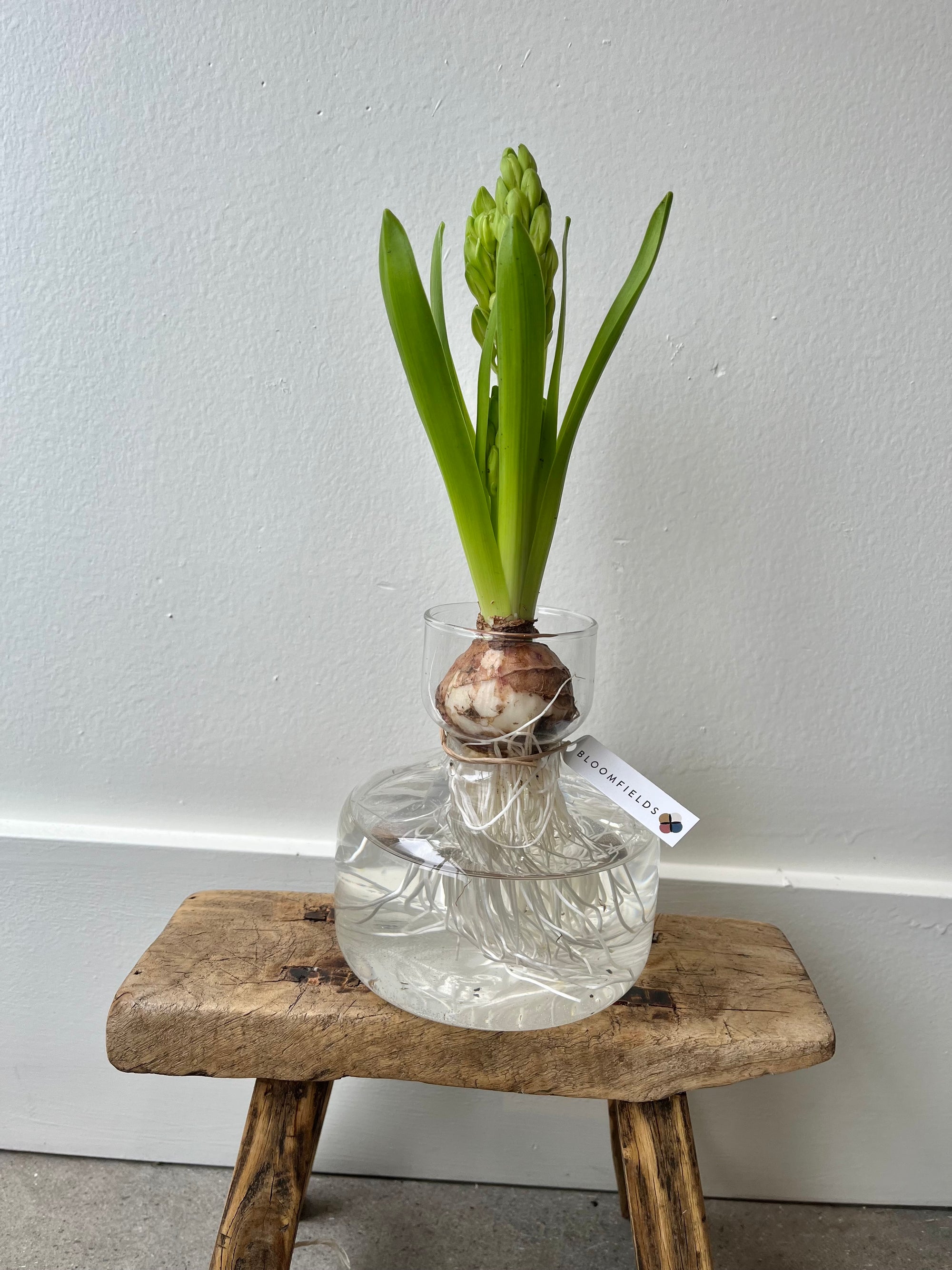 Hyacinth in Bulb Vase
