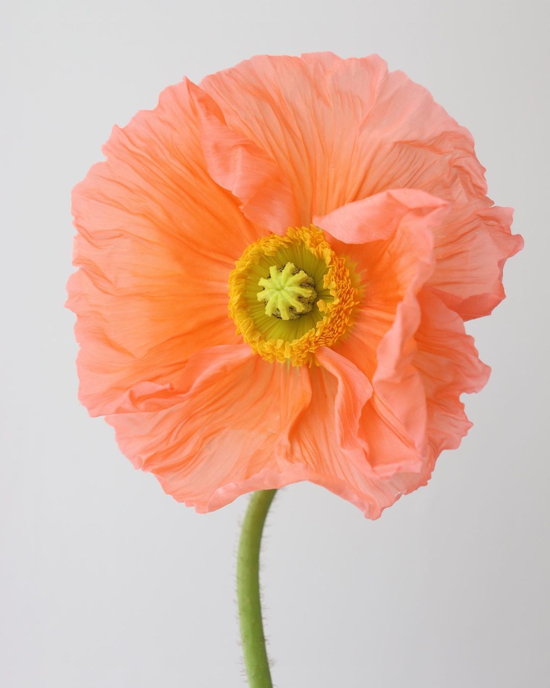 Easter, Passover, & Ramadan... April 6, 2023 - Bloomfields