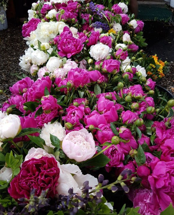 Farm Fresh Peonies Have Arrived!... June 15, 2018 - Bloomfields