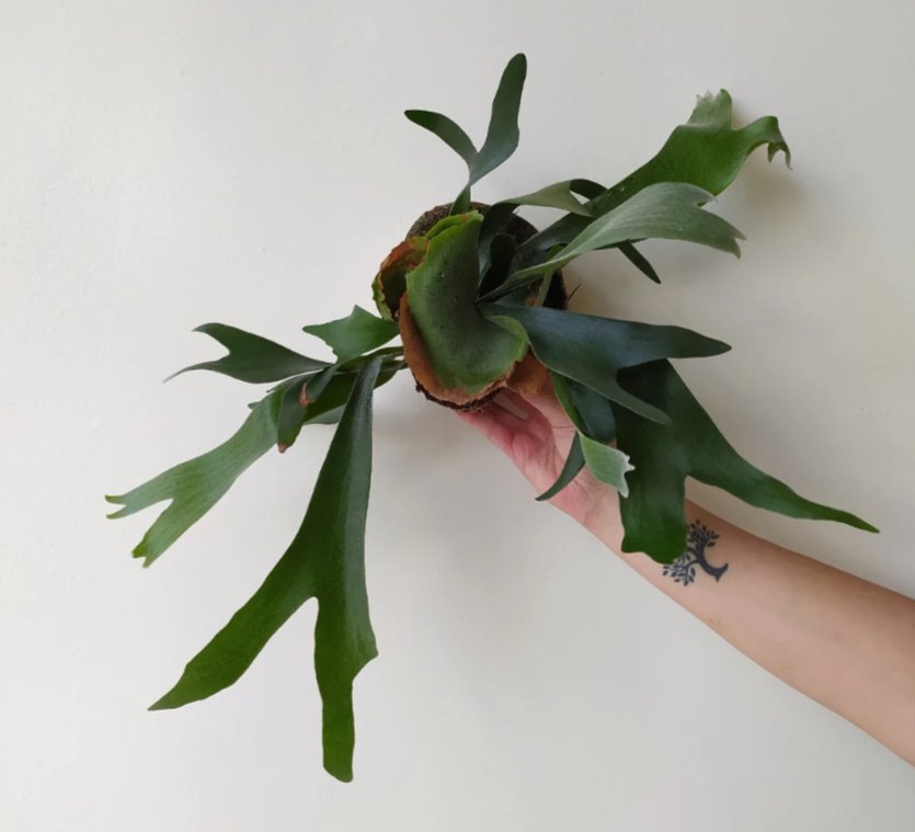 Festive Gatherings & Plant Sale This Week... Nov 29, 2023 - Bloomfields