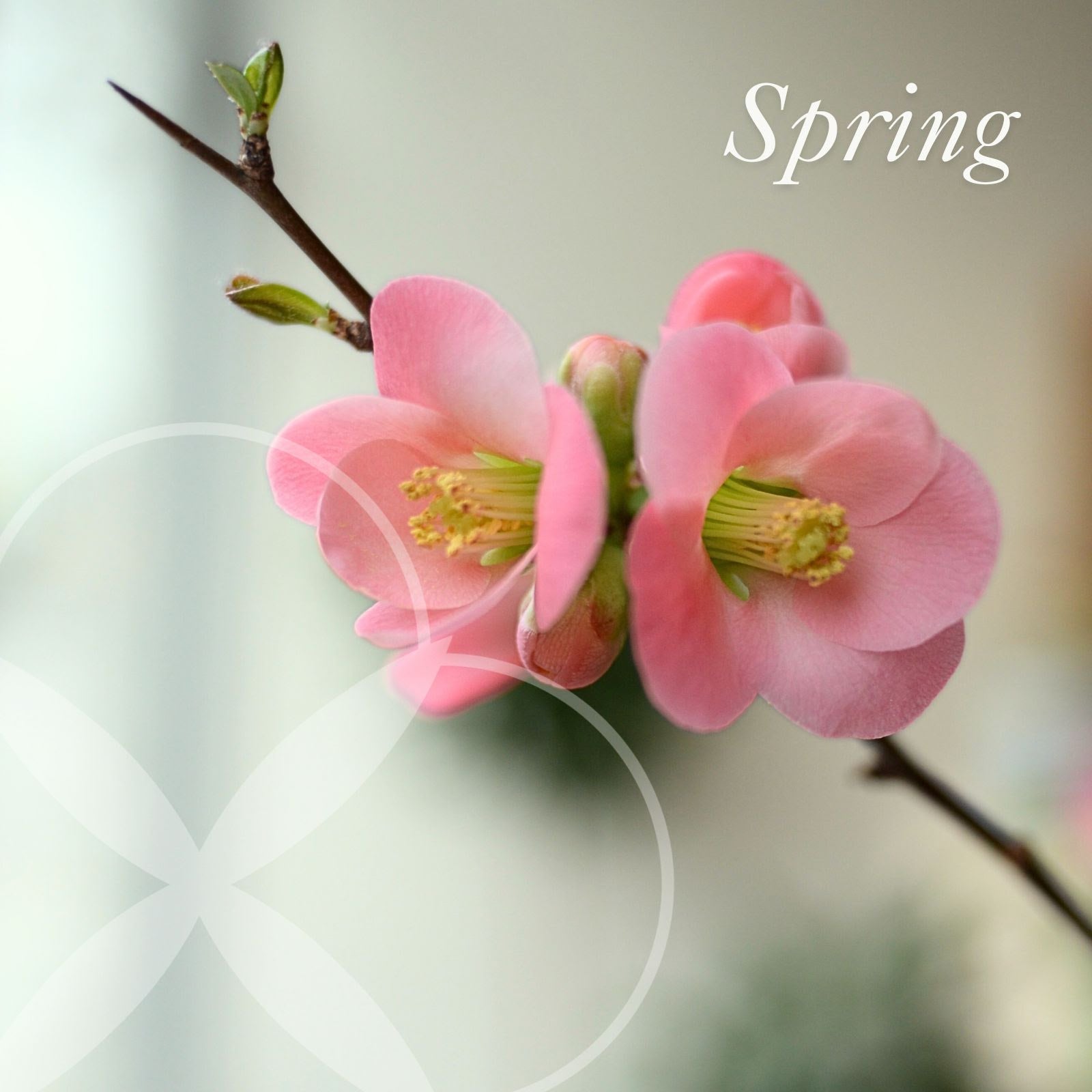 Happy Spring Equinox 🌷... March 20, 2025 - Bloomfields