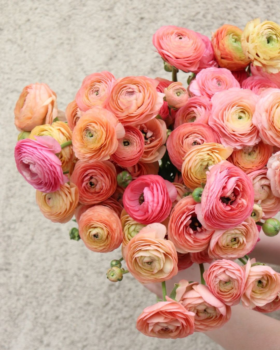 International Women's Day... March 7, 2023 - Bloomfields