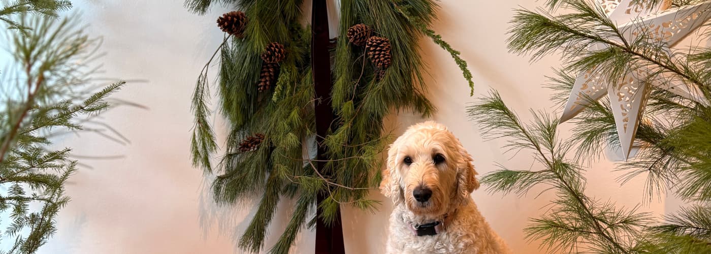 Introducing Our Holiday 2025 Collection... Nov 19, 2025 - Bloomfields