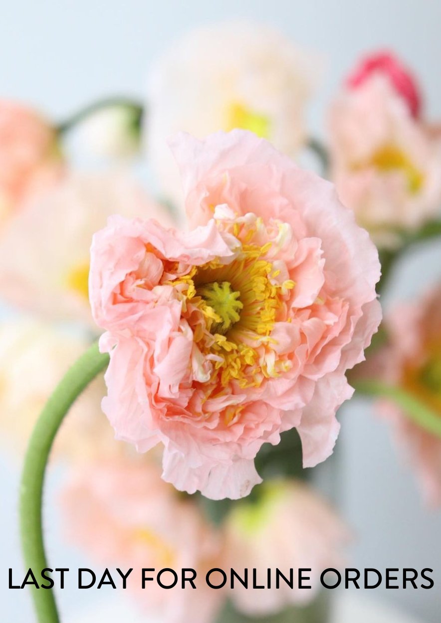 Last chance for flower delivery... Feb 12, 2023 - Bloomfields