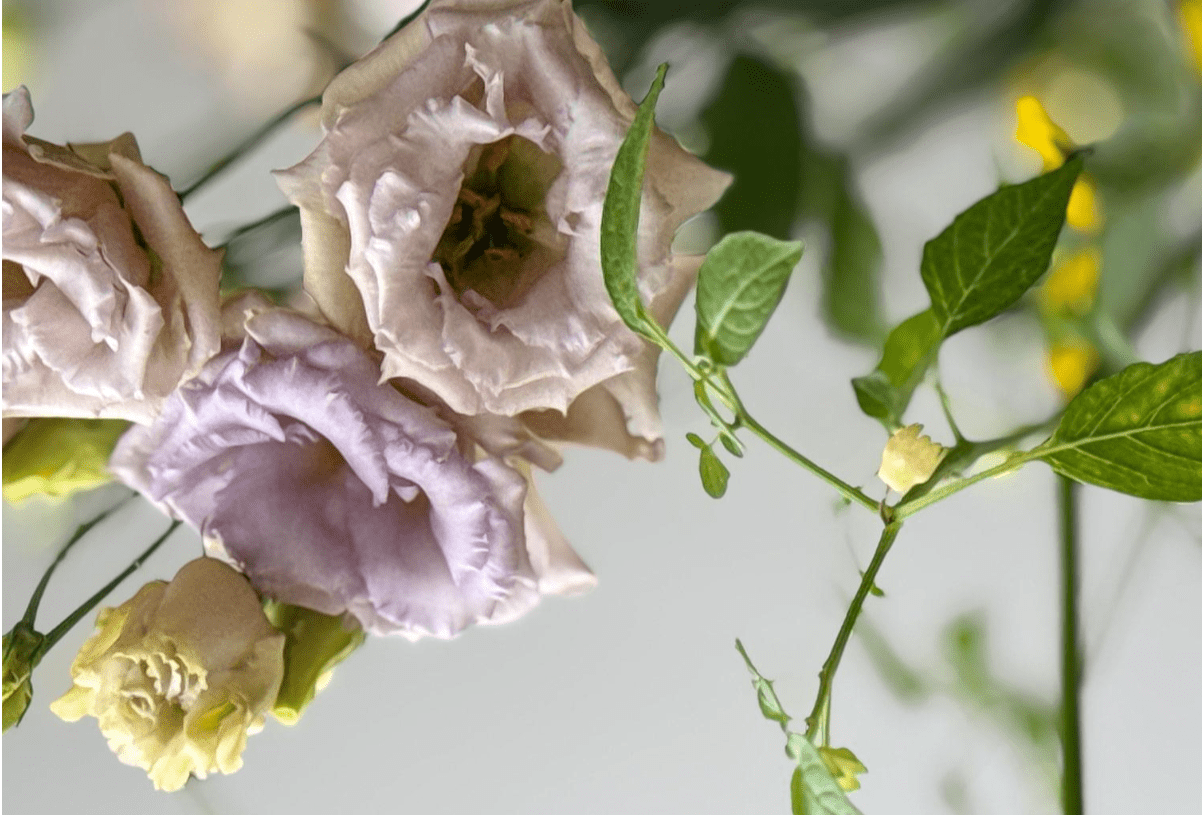 Living in Bloom | The Beauty of Anticipation ... September 15, 2026 - Bloomfields