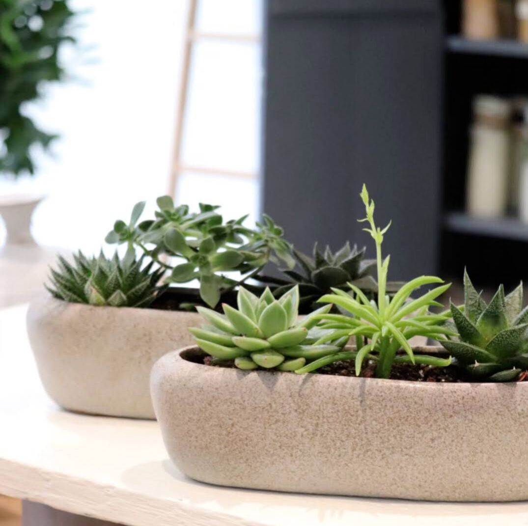 Plants, plants, plants... Jan 25, 2023 - Bloomfields