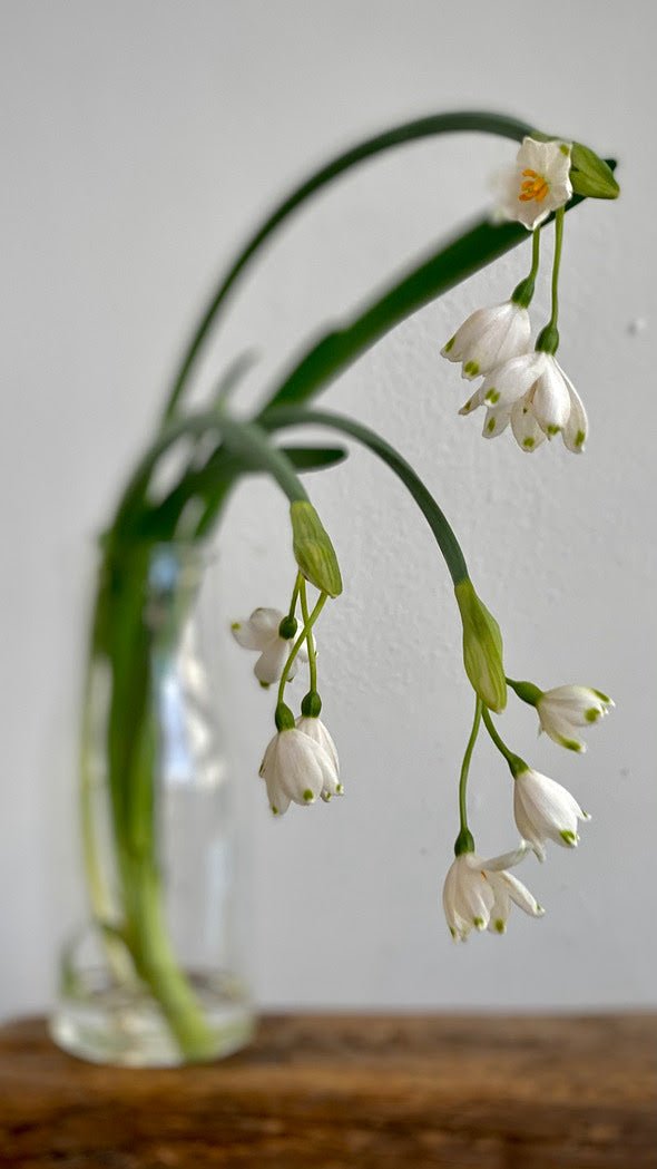 Spring blooms and flowering branches are here... March 31, 2021 - Bloomfields