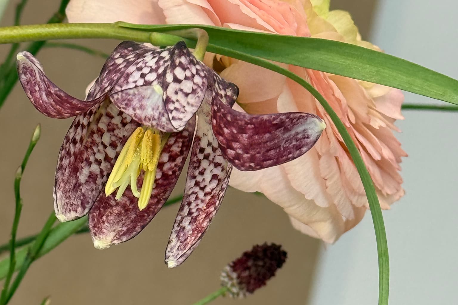 The Quiet Promise of Spring... Mar 01, 2026 - Bloomfields