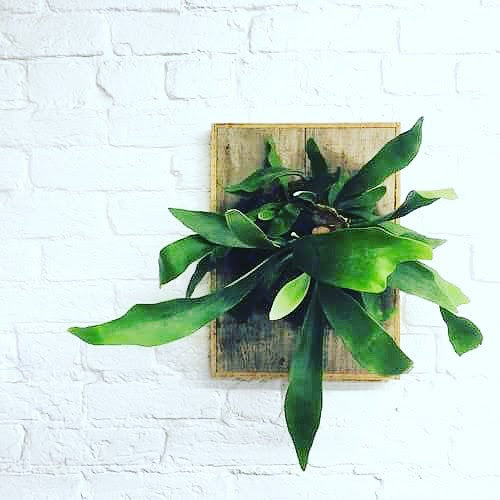 Staghorn Fern Wall Mount Demonstration... March 2, 2018