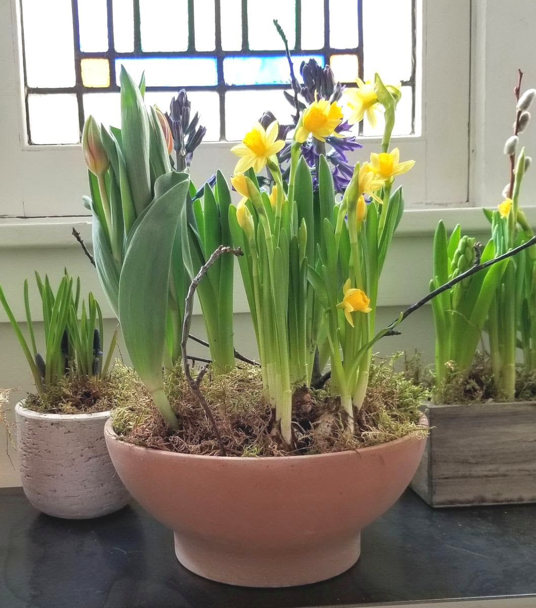 Spring Bulbs are Blooming... April 15, 2020