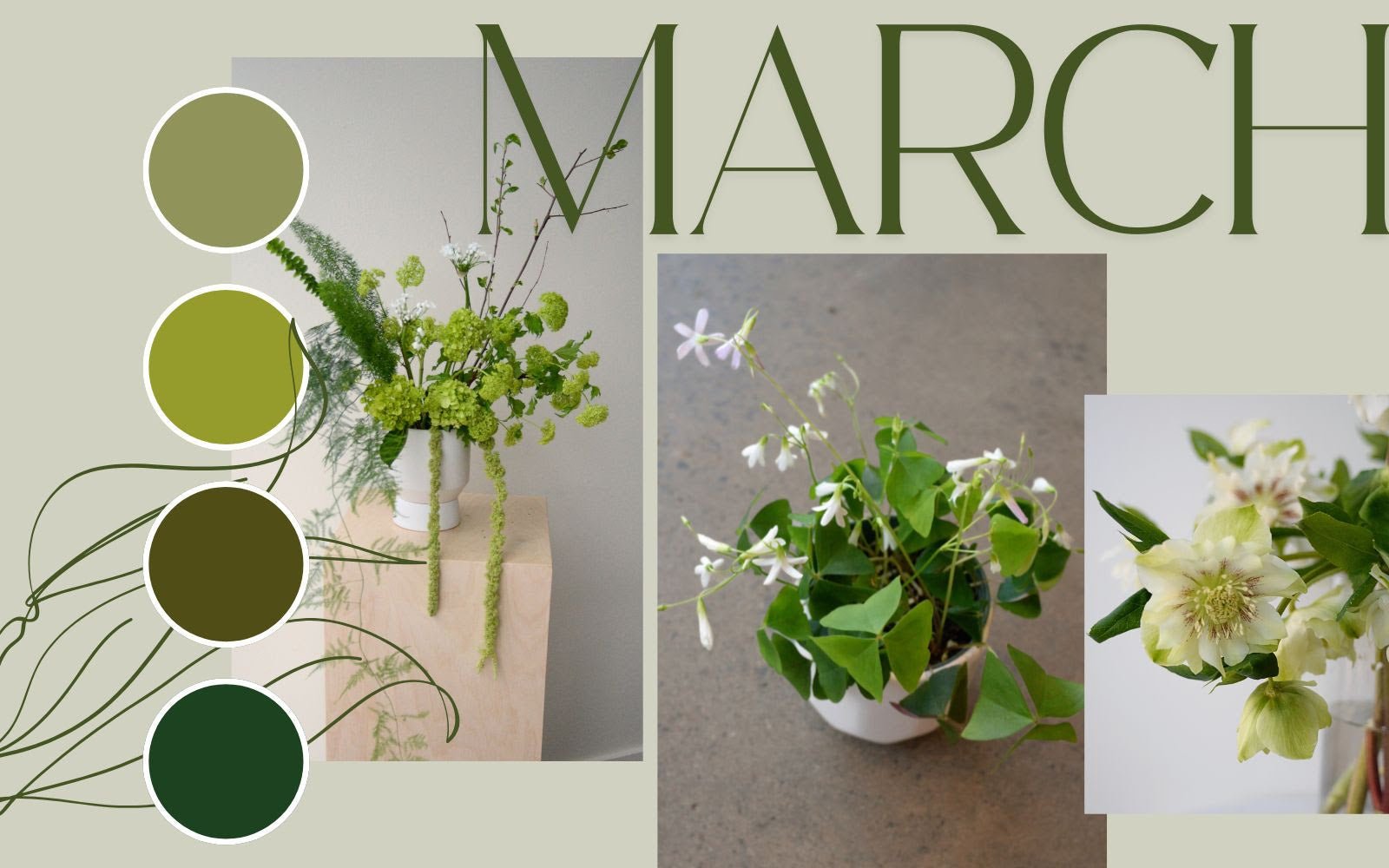 Welcome March! 💚☘️ What's new this month... March 3, 2025 - Bloomfields