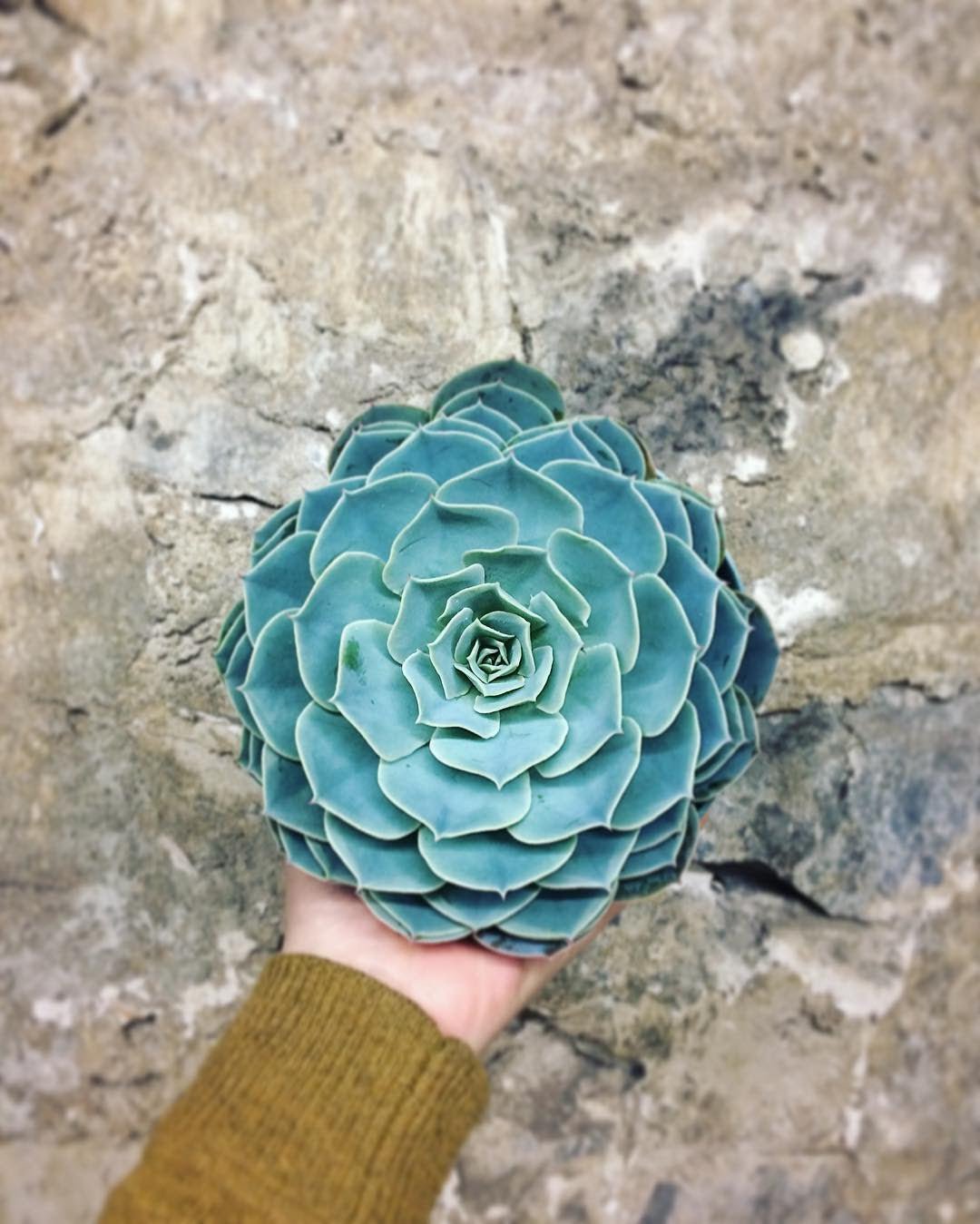 What's Blooming this Month... March 16, 2017 - Bloomfields