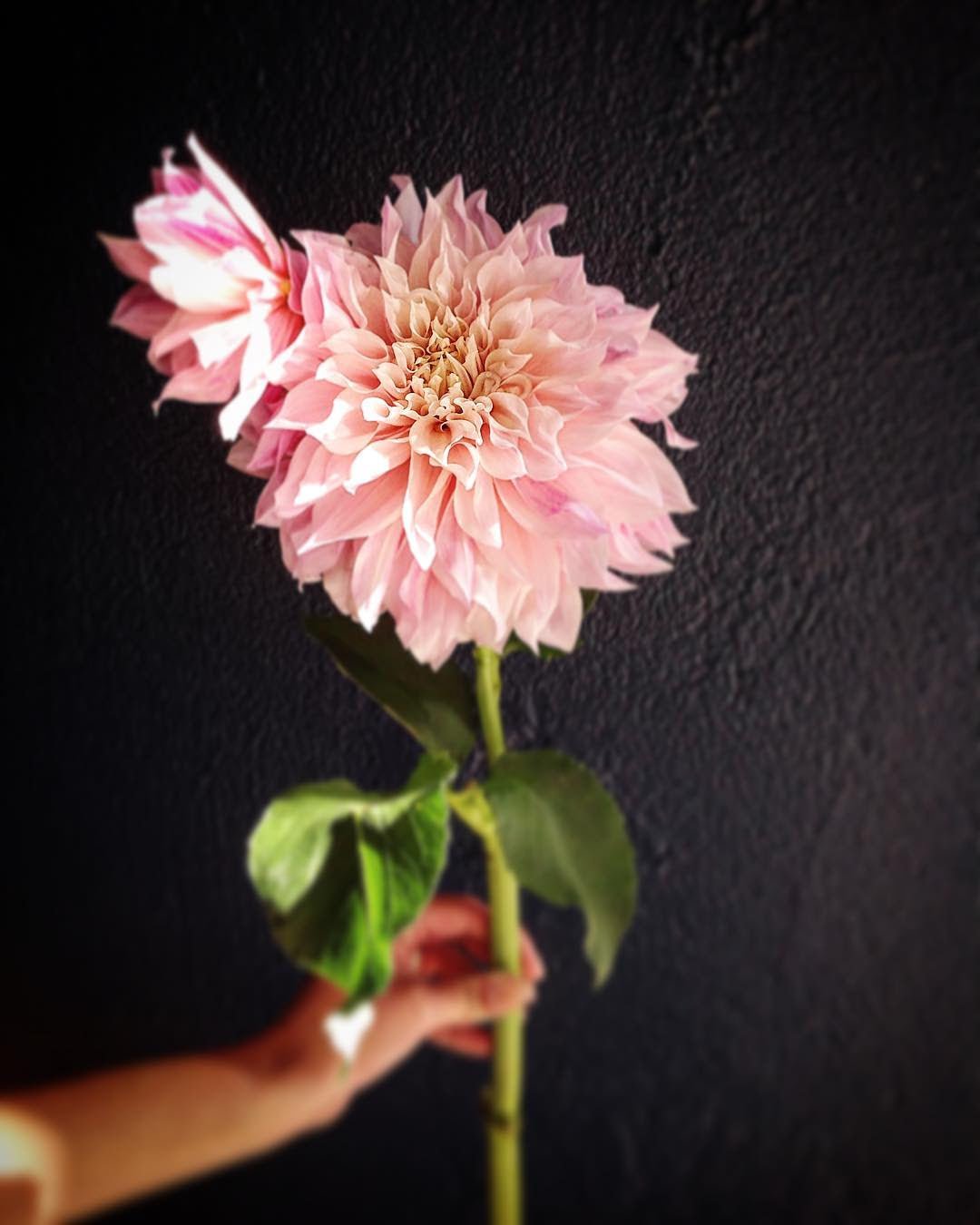 What's Blooming this Month... Sept 15, 2016 - Bloomfields