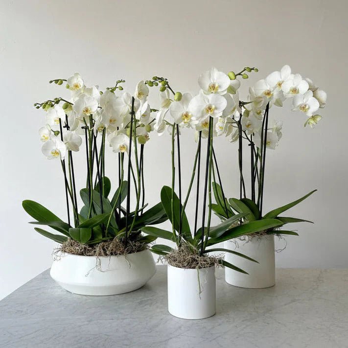 Orchids