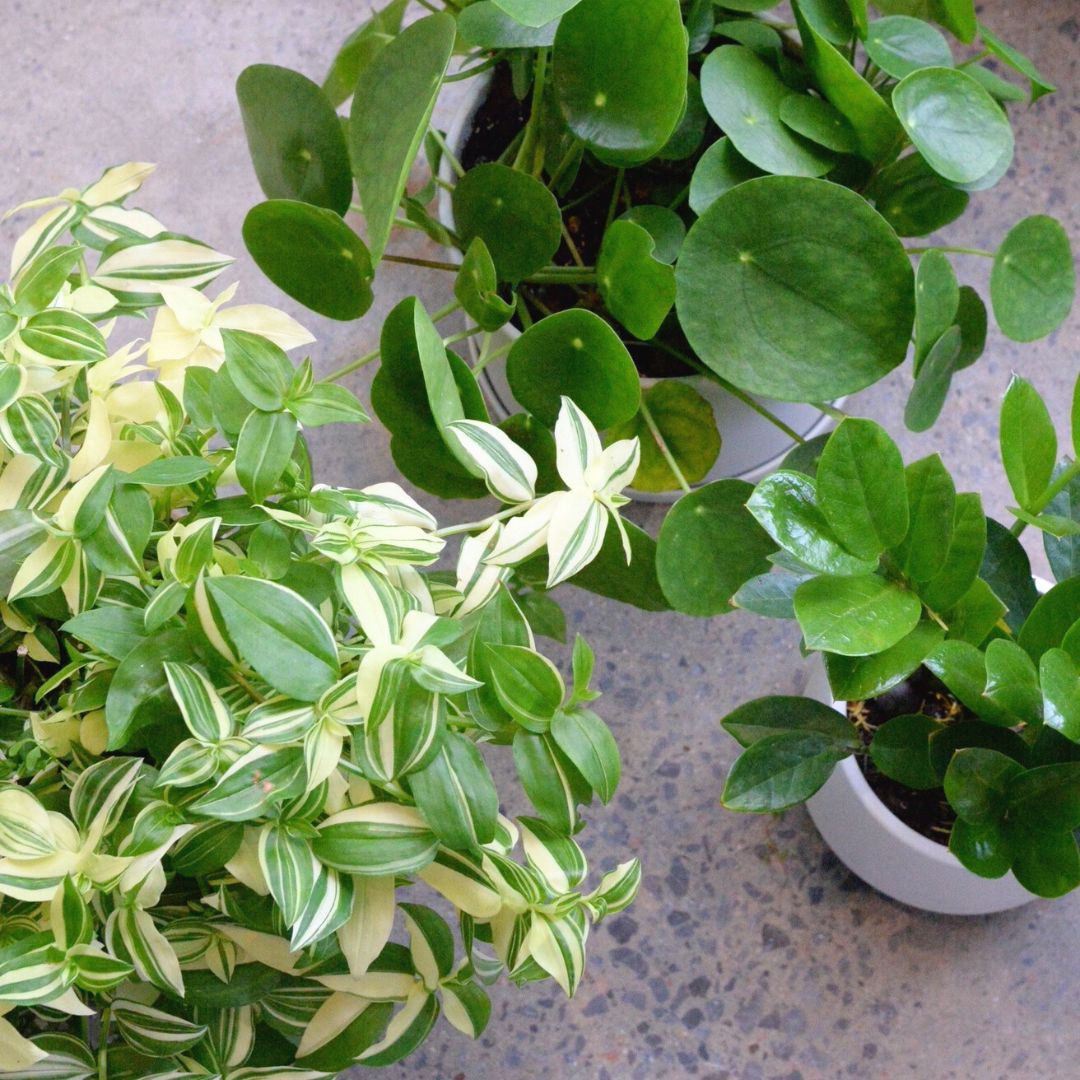 Plants
