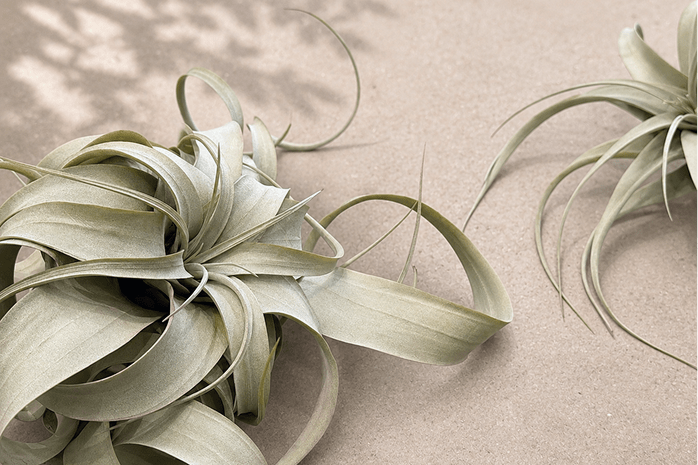 Plants