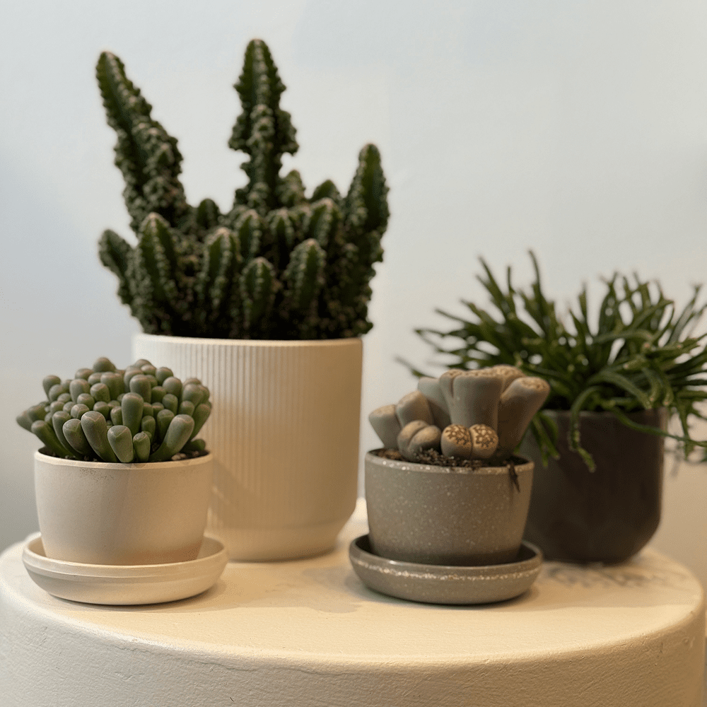 Small Plants