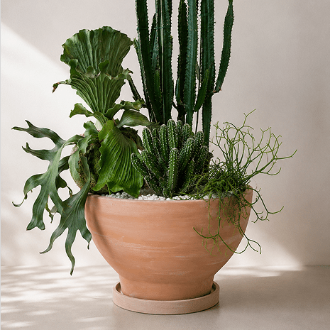 SUMMER PLANTS
