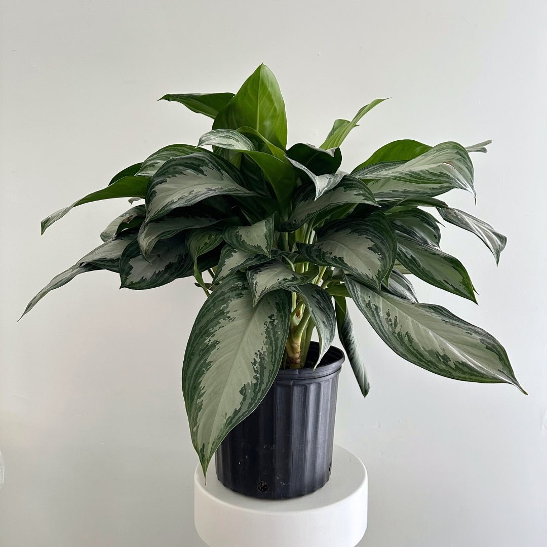 10&quot; Aglaonema in Grower&#39;s Pot (IN SHOP ONLY) - Bloomfields