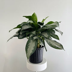 10-aglaonema-in-growers-pot-in
