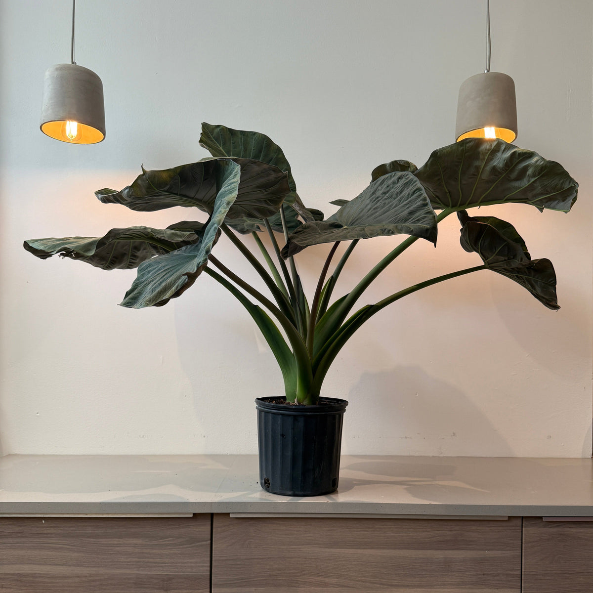 10&quot; Alocasia Regal Shield - Bloomfields