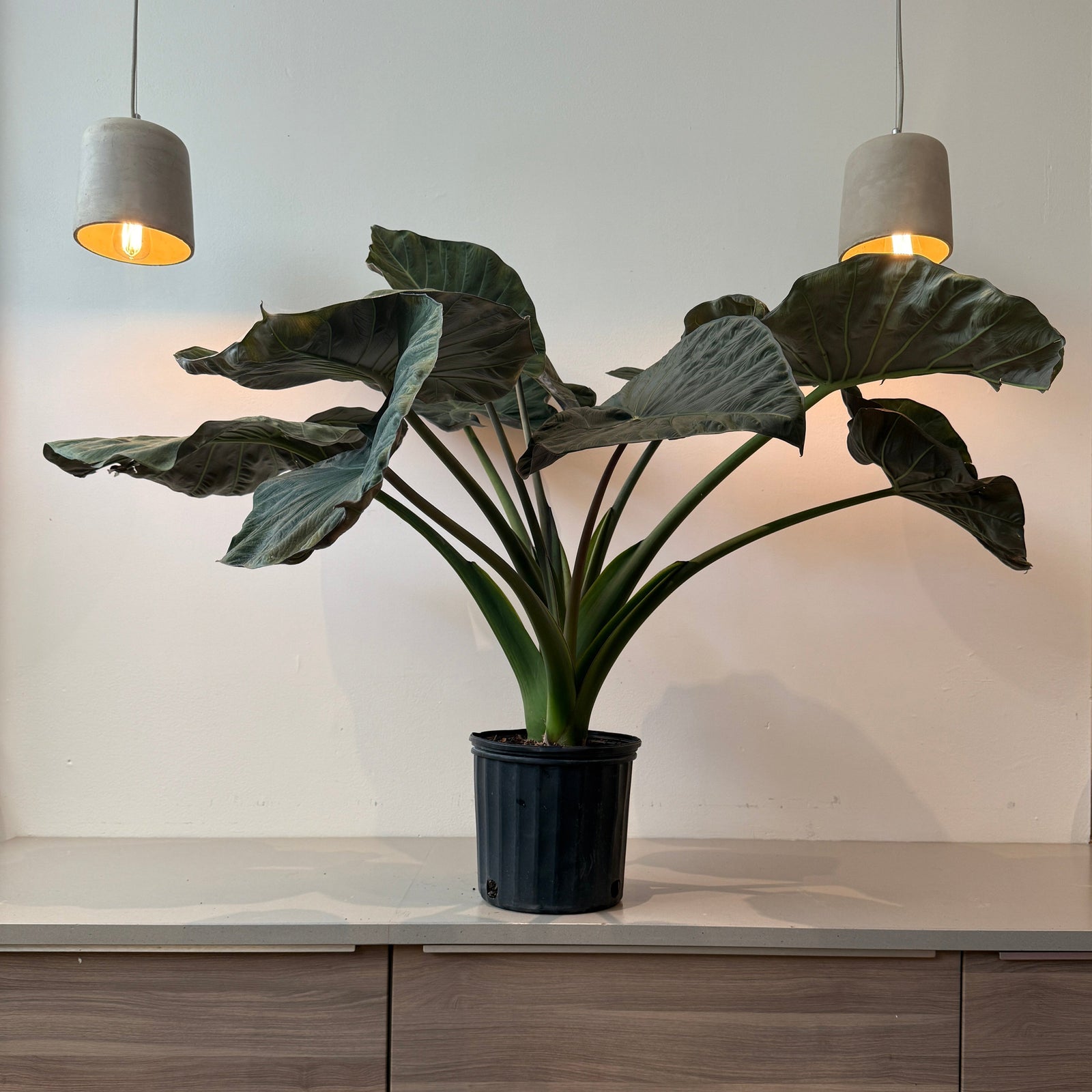 10" Alocasia Regal Shield - Bloomfields