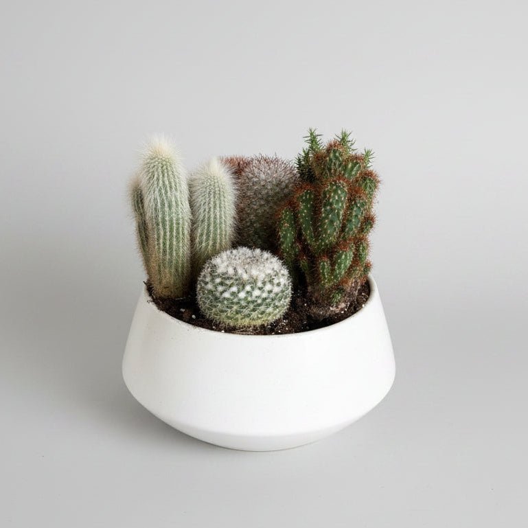 10" Cacti Planter - Bloomfields