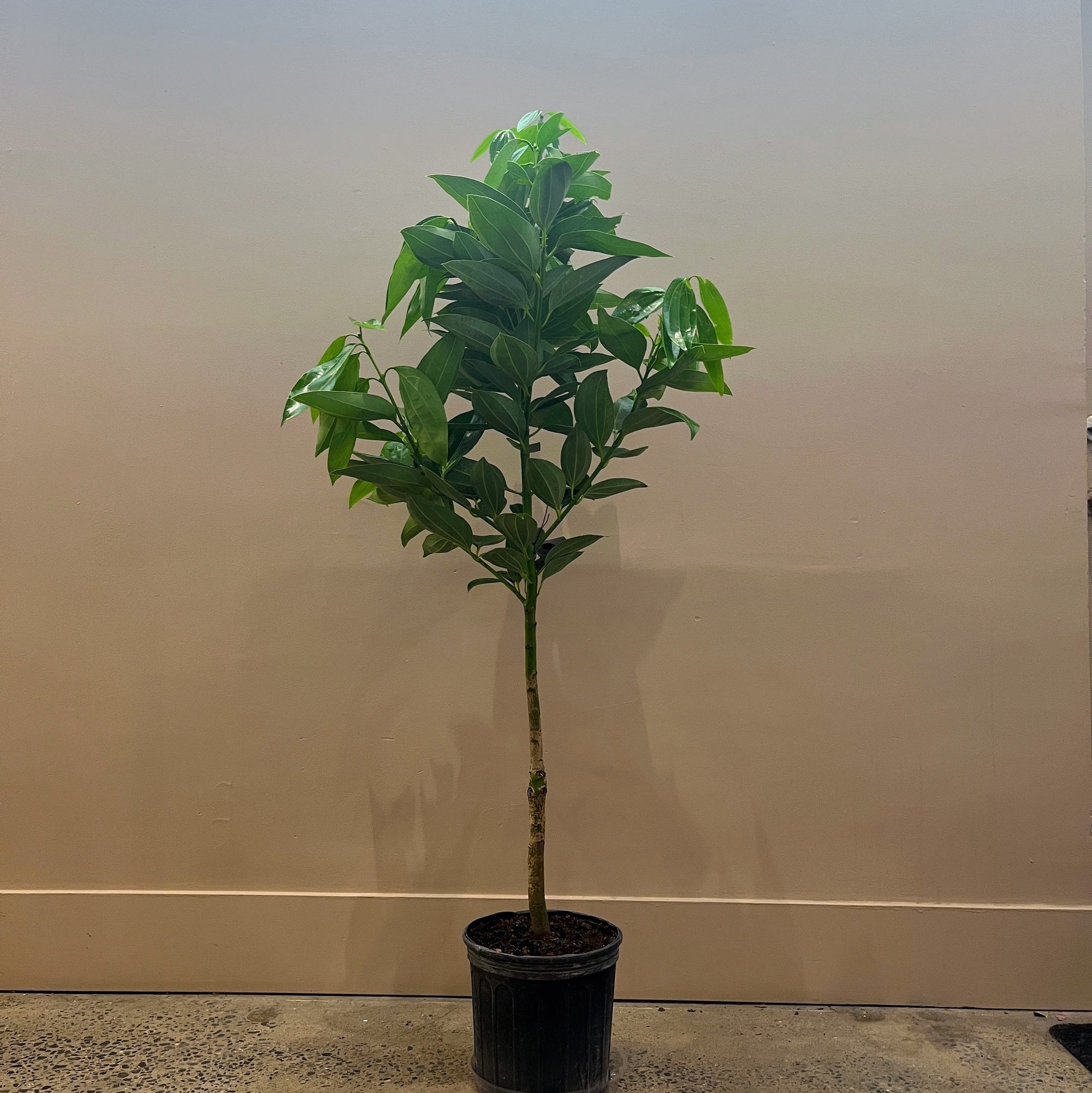 10" Cinnamon Tree in Grower's Pot - Bloomfields