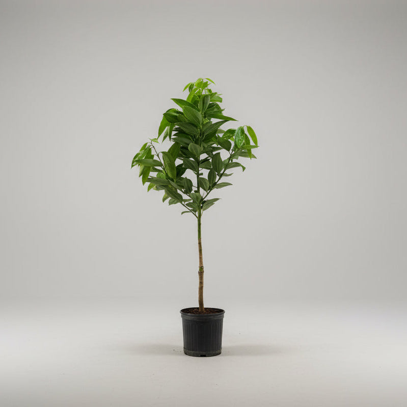 10" Cinnamon Tree in Grower's Pot - Bloomfields