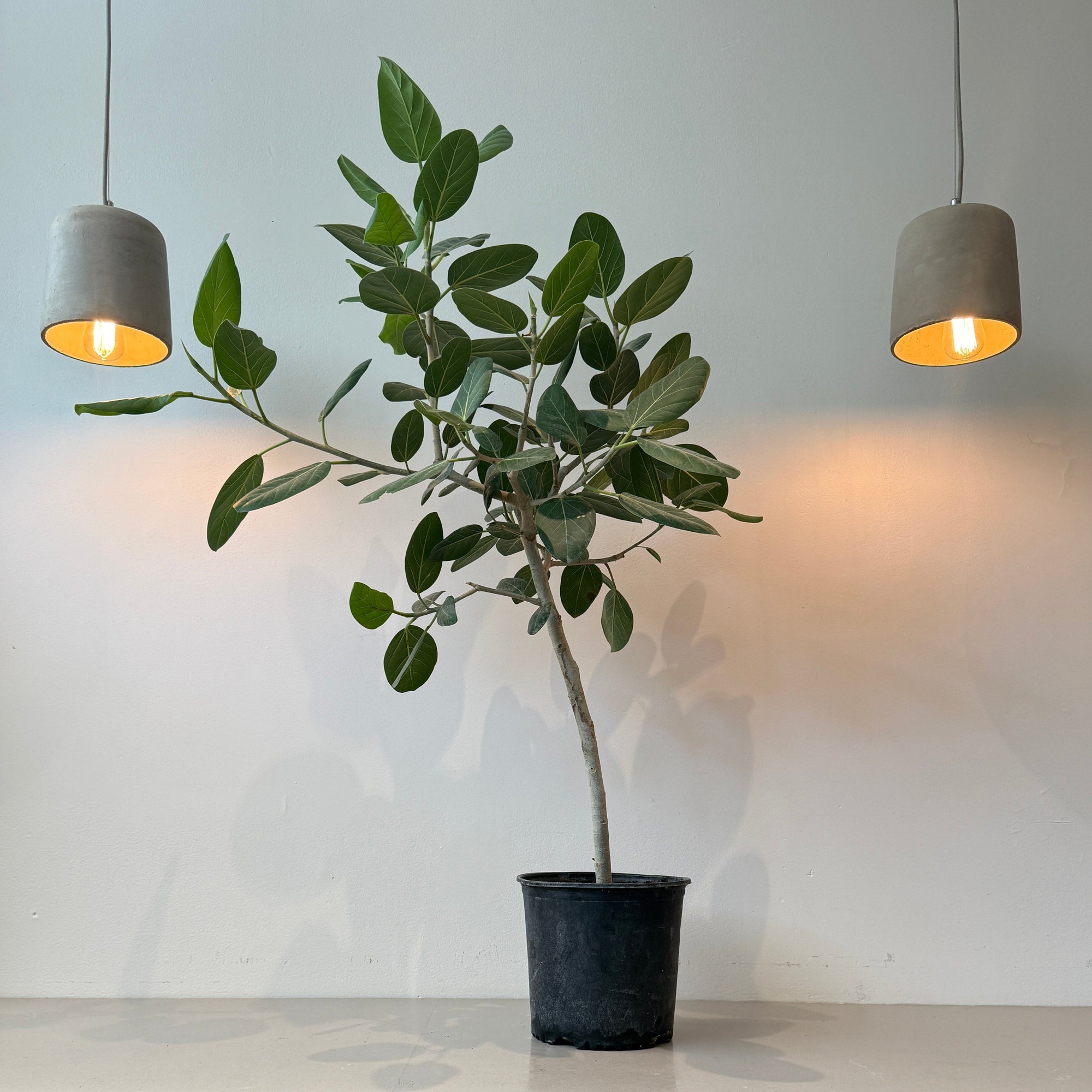 10" Ficus Audrey Standard - Bloomfields