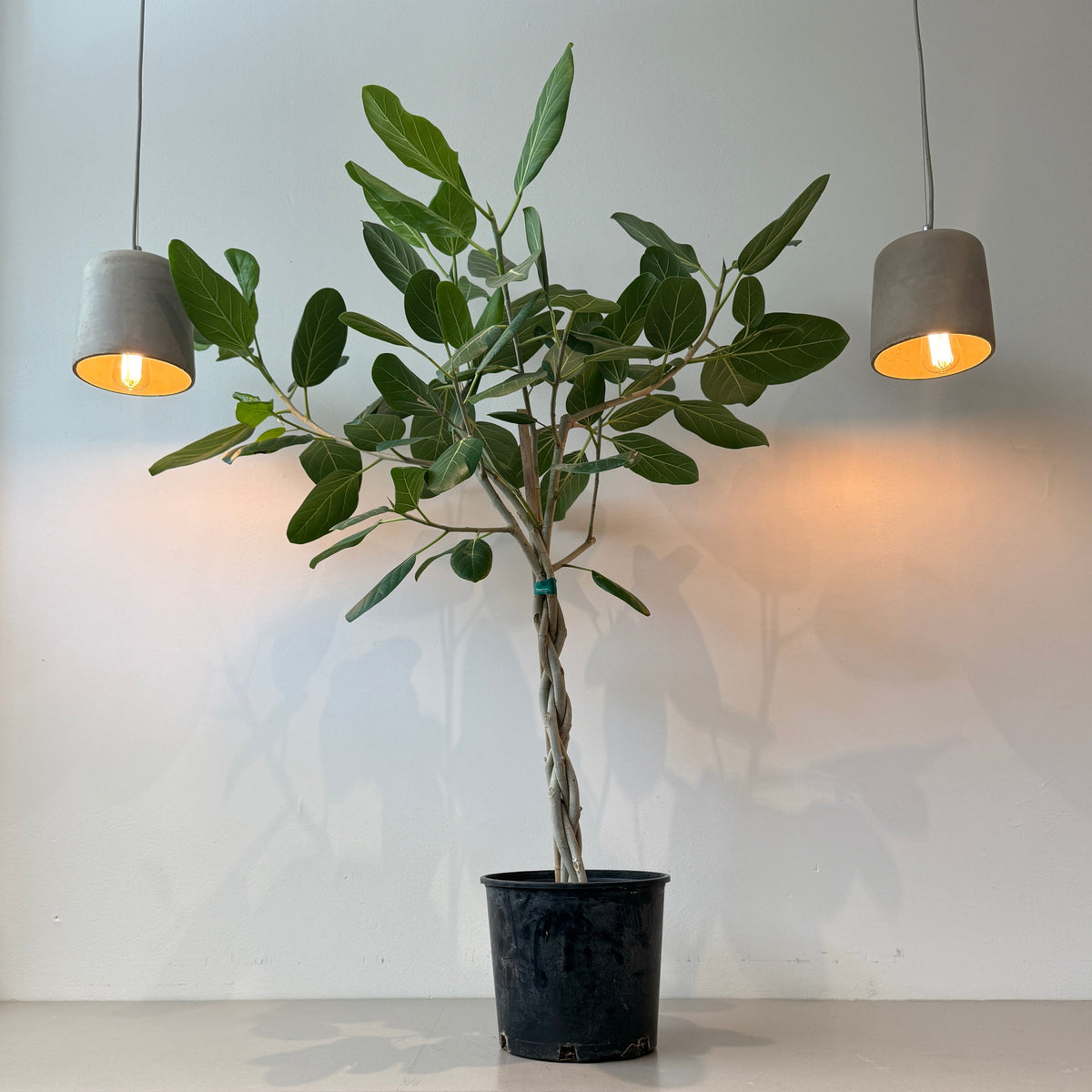 10&quot; Ficus Audrey Twist - Bloomfields