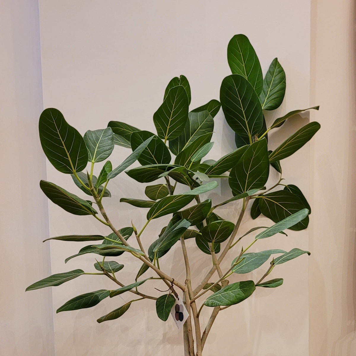 10&quot; Ficus Audrey Twist - Bloomfields