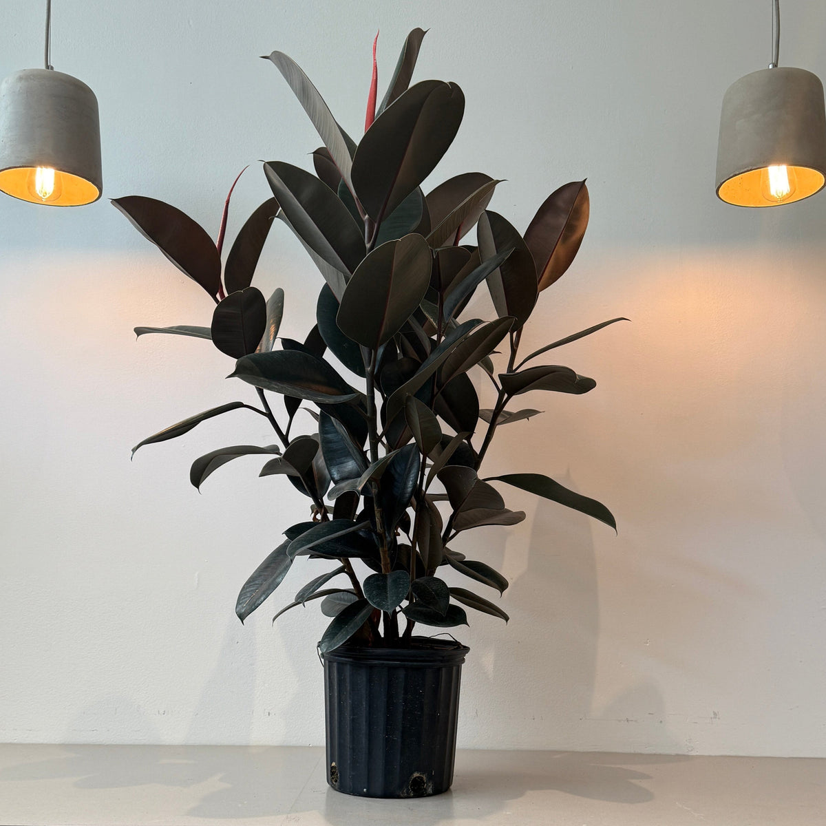 10&quot; Ficus Elastica Bush - Bloomfields