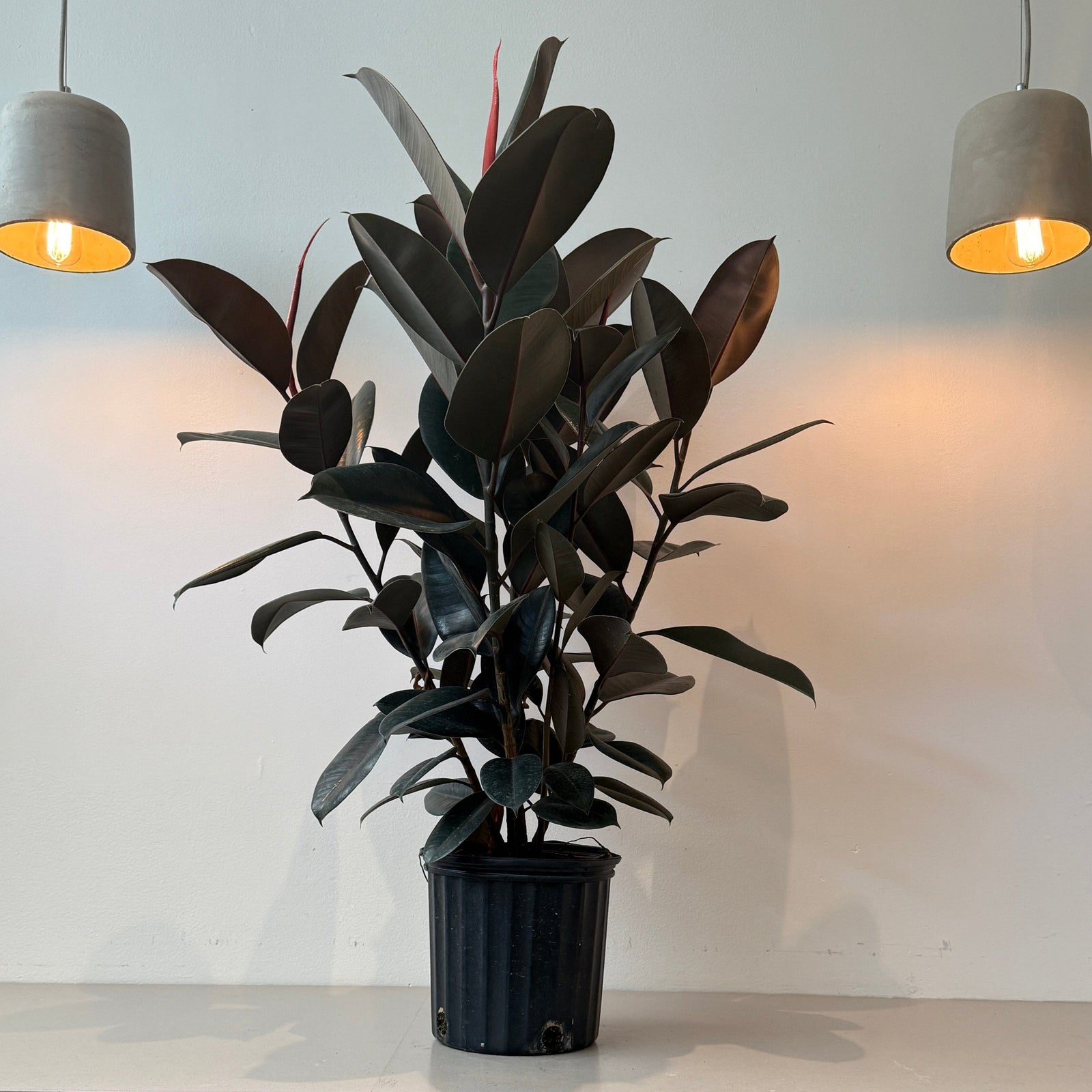 10" Ficus Elastica Bush - Bloomfields