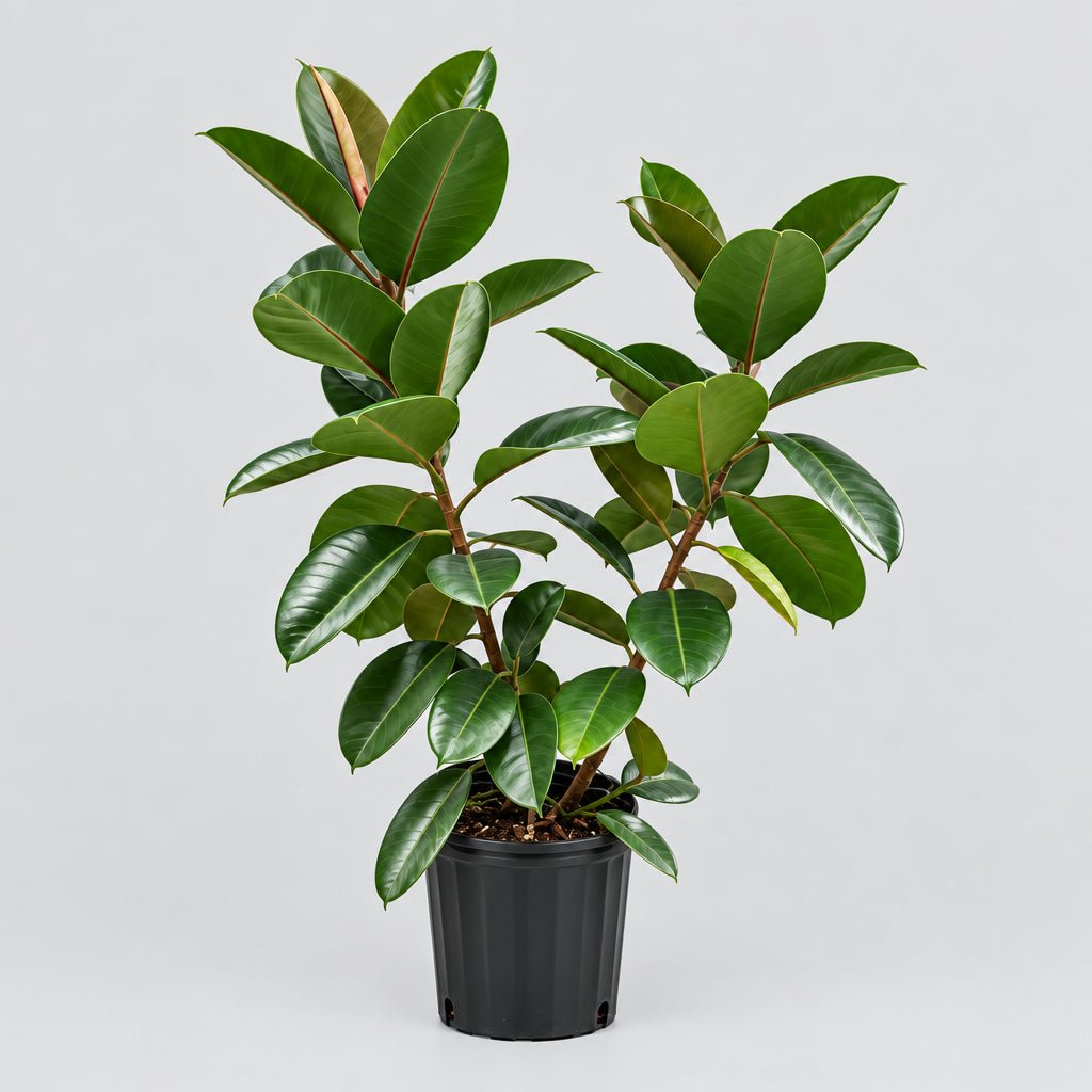 10" Ficus Elastica Robusta Bush - Bloomfields