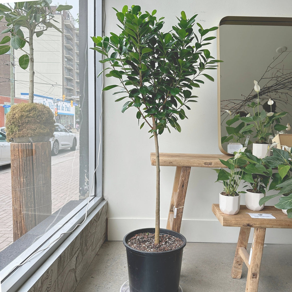 10&quot; Ficus Moclame - Bloomfields