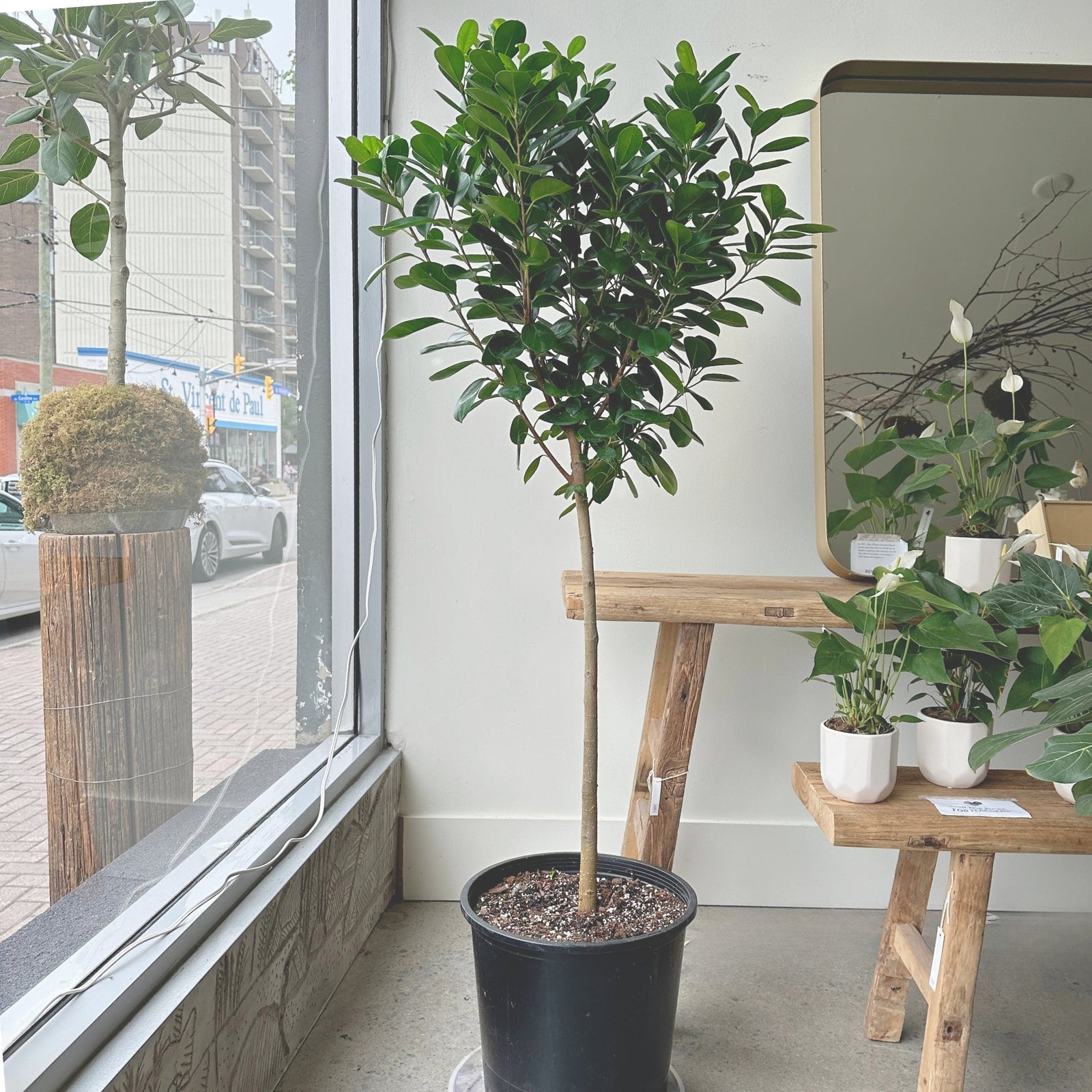 10" Ficus Moclame - Bloomfields