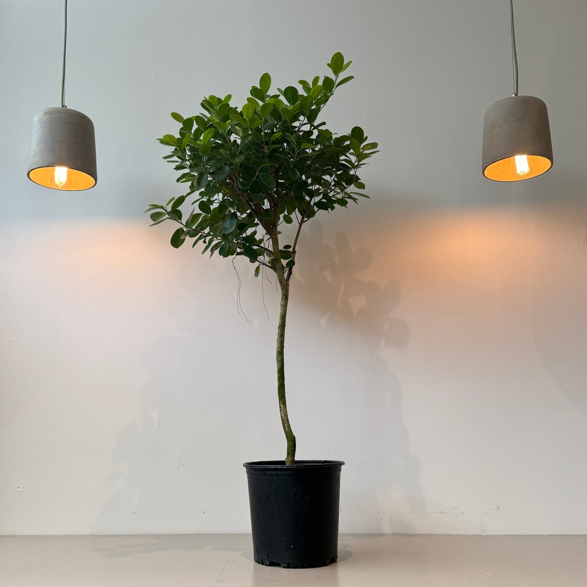 10" Ficus Moclame - Bloomfields