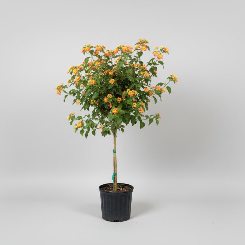 10" Lantana - Bloomfields
