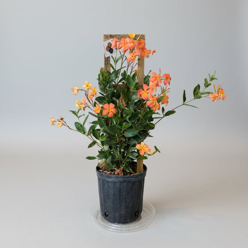 10" Mandevilla - Bloomfields