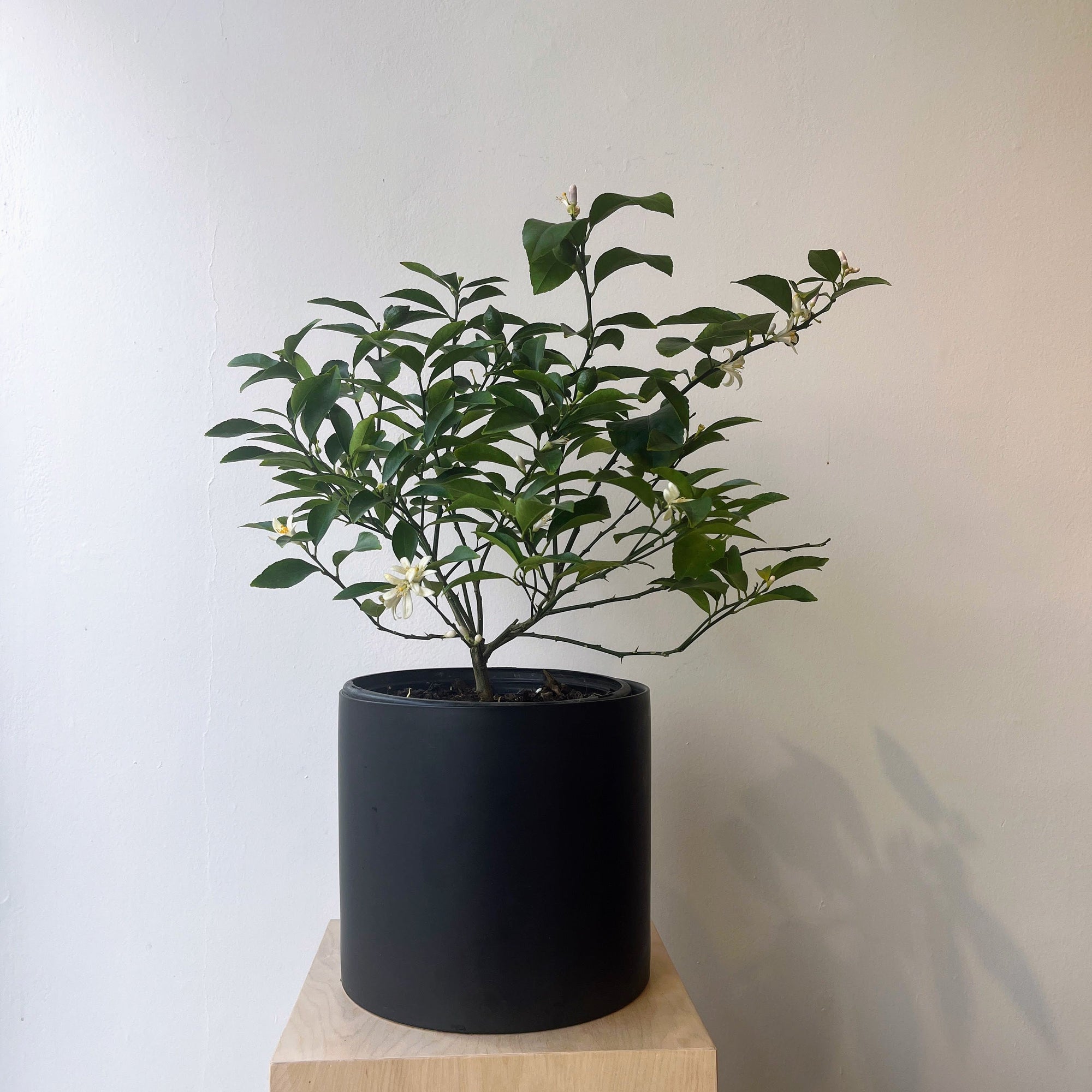 10" Meyer Lemon in Black Ceramic Pot - Bloomfields