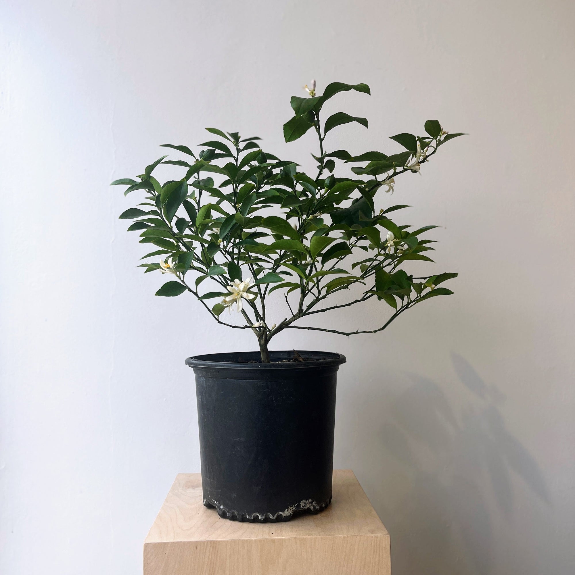 10" Meyer Lemon in Grower's Pot - Bloomfields