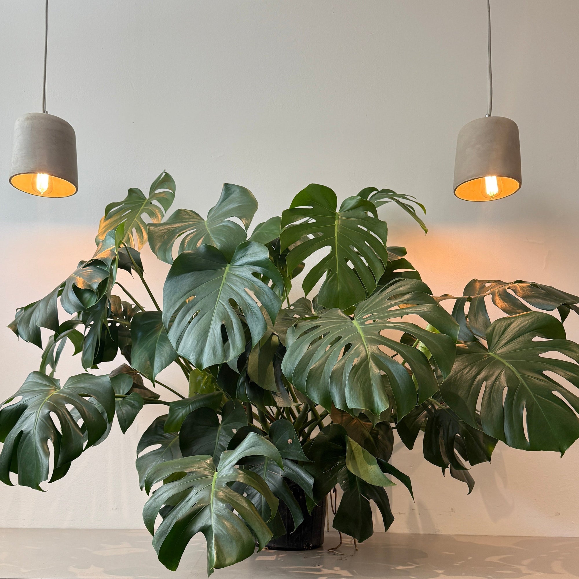10" Monstera Deliciosa in Grower's Pot - Bloomfields