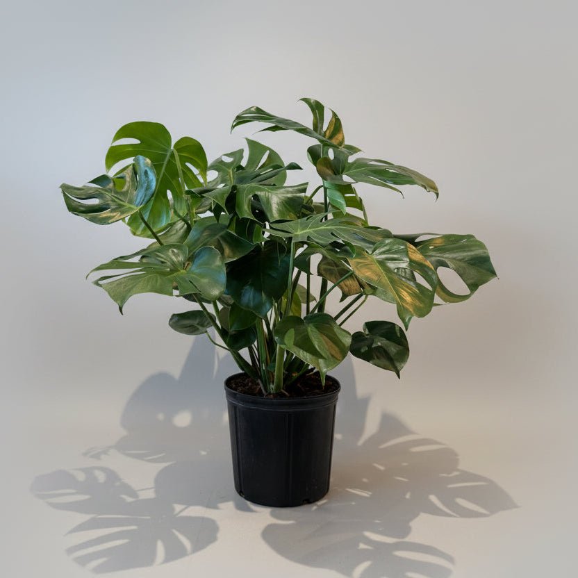 10" Monstera Deliciosa in Grower's Pot - Bloomfields