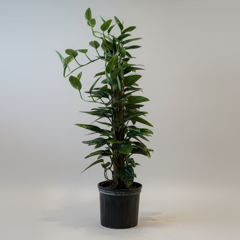 10" Monstera 'Peru' Totem - Bloomfields