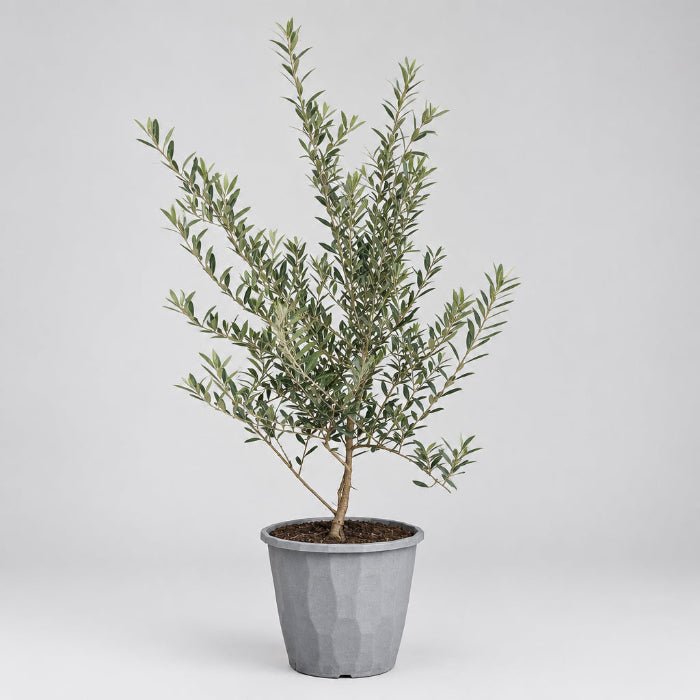 10" Olive Bush in Grower's Pot - Bloomfields