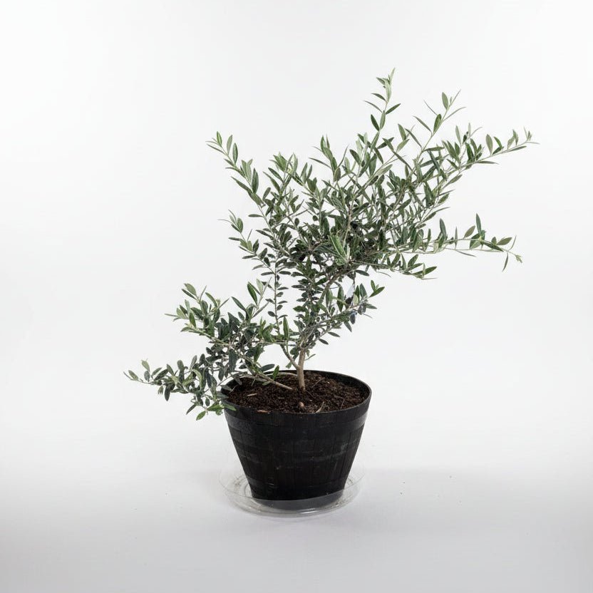 10" Olive Bush in Grower's Pot - Bloomfields