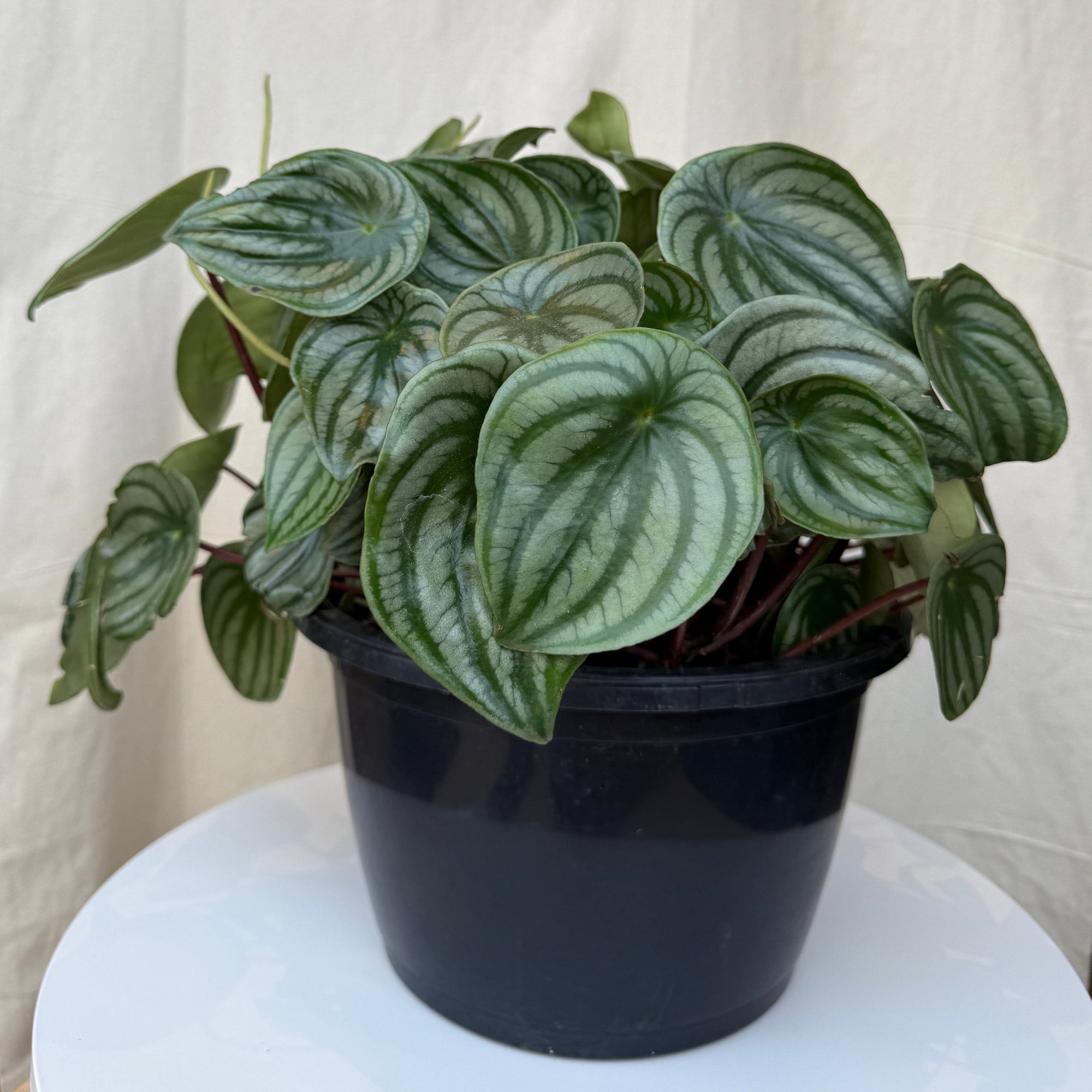 10" Peperomia Watermelon - Bloomfields